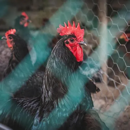 Casa Ambrogi Stefano Casa vacanze