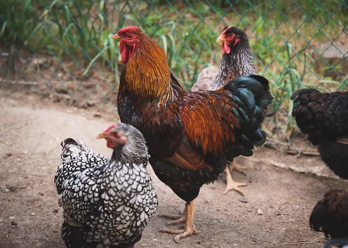 Casa Ambrogi Stefano Casa de Férias Valfabbrica